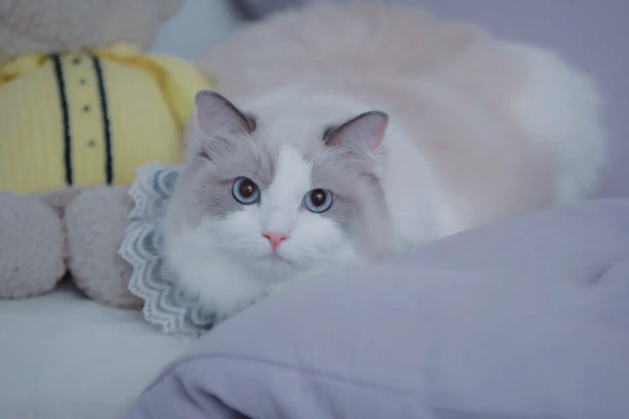 雅遇公寓| Chinese